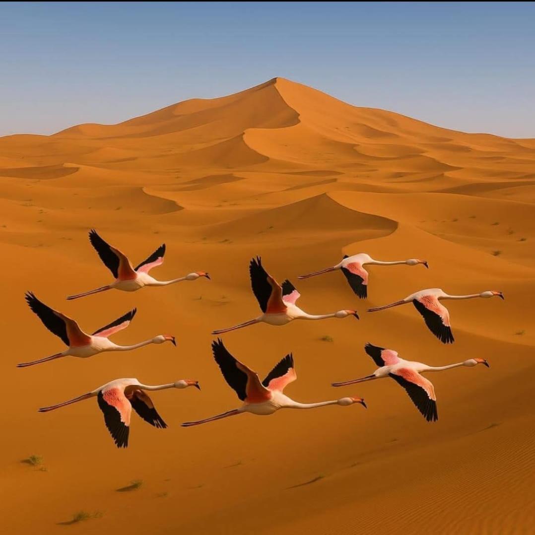 Salambo Tente Merzouga Exteriér fotografie